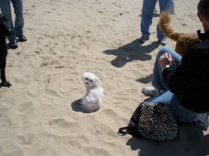 Trouper 2nd Chance on the Beach