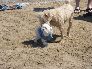 Beach Dogs